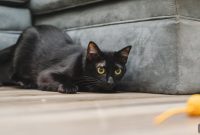 7 Essential Kitten Care Tips for New Owners