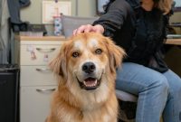 Why Companies Are Embracing Pet-Friendly Workplaces