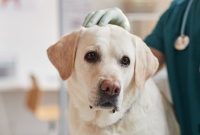 Pet Health Certificate for Dogs and Cats: Why You Need One