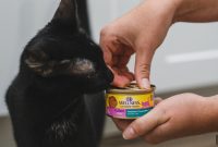 How Long Can Wet Cat Food Be Left Out Safely?