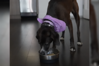 Dog Date Night Ideas from TikTok Star Jeremy Scheck