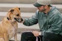 Dog Leash Training: Teach Your Dog to Walk Without Pulling
