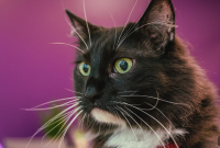 How to Care for Senior Cats: Essential Tips