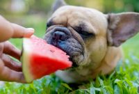 Vet-Approved Nutritious Snacks for Your Dog