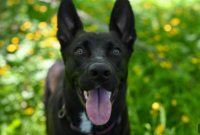 Should You Let Your Dog Eat Grass? Risks and Tips
