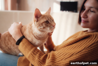 When Is a Cat Considered a Senior? Age and Signs