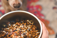 What to Mix Into Your Dog’s Dry Food: Safe, Tasty Toppers