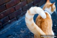 Read Your Cat’s Tail: 10 Signals and What They Mean