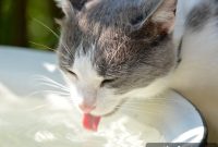 5 Warning Signs Your Cat Is Dehydrated