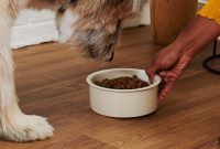 Hypoallergenic Dog Food for Allergic Dogs