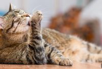 Excessive Grooming in Cats: Causes, Signs, and Treatment