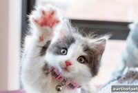 Kitten Training: Litter Box, Behavior and Basic Commands