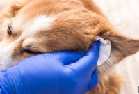 How to Clean Your Dog’s Ears at Home Safely: Step-by-Step