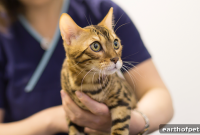 Cat Vaccines: Which Shots Does Your Cat Need?