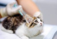 Kitten Vaccines: Shots, Schedule and What to Expect