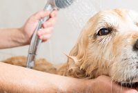 Get Rid of Skunk Smell on Your Dog Quickly and Safely