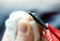 How Often Should You Trim Your Cat’s Nails?