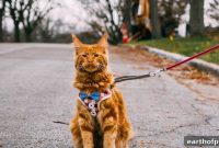 Train Your Cat to Walk on a Leash in 4 Steps