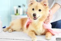 3 Ways Coconut Oil Can Help Dogs