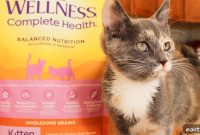 Kitten Care Guide: Must-Know Tips for New Cat Owners