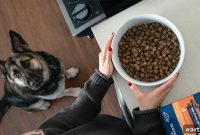 Wet vs Dry Dog Food: Which to Feed Your Dog?