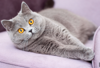 Stop Your Cat From Scratching the Couch: Proven Solutions