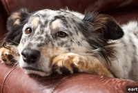 What to Give Your Constipated Dog: Safe Remedies and Tips