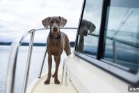 Fish Oil for Dogs: Benefits, Dosage and Risks