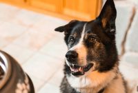 How to Choose Senior Dog Food for Your Aging Dog