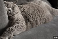 5 Cat Sleeping Positions and What They Reveal About Your Cat
