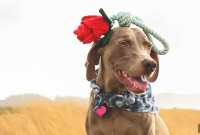 Valentine’s Day Gifts Your Dog Will Love