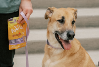 7 Dog Training Treat Mistakes to Avoid