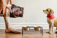 7 Feeding Tips to Keep Small Breed Dogs Thriving