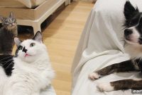 5 Surprising Benefits of Adopting a Shelter Pet