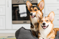 Benefits of Turkey for Dogs and Cats