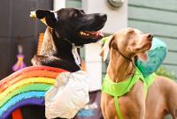 Protect Your Dog This Halloween: Safety Tips for Pet Owners