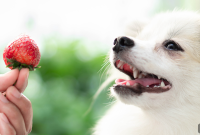 What Human Foods Can Dogs Eat Safely?