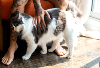 7 Dog Breeds That Get Along with Cats