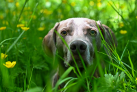 How to Reduce Your Dog’s Risk of Bloat