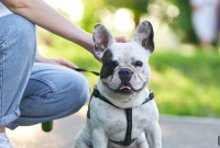 Dog Breeds That Thrive in Urban Living