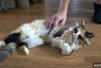 5 Signs Your Cat’s Digestive System Is Working Properly