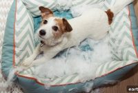 Returning to Work? Spot and Soothe Pet Separation Anxiety