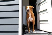 Prevent Dog Separation Anxiety When Returning to Work