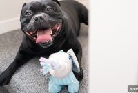 3 Dog Toys That Keep Your Pup Entertained While You Work