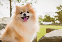 10 Most Popular Small Dog Breeds to Know