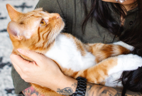 Cat Digestive System: Signs, Diet and Care