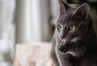 Digestive Food for Cats: Why It Matters