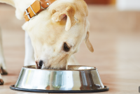 10 Pet Nutrition Tips for a Balanced Diet