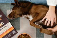 How the Gut Microbiome Shapes Your Pet’s Immunity and Behavior