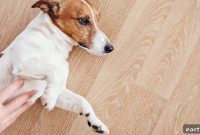 Why Is My Dog’s Stomach Upset? Causes and Remedies